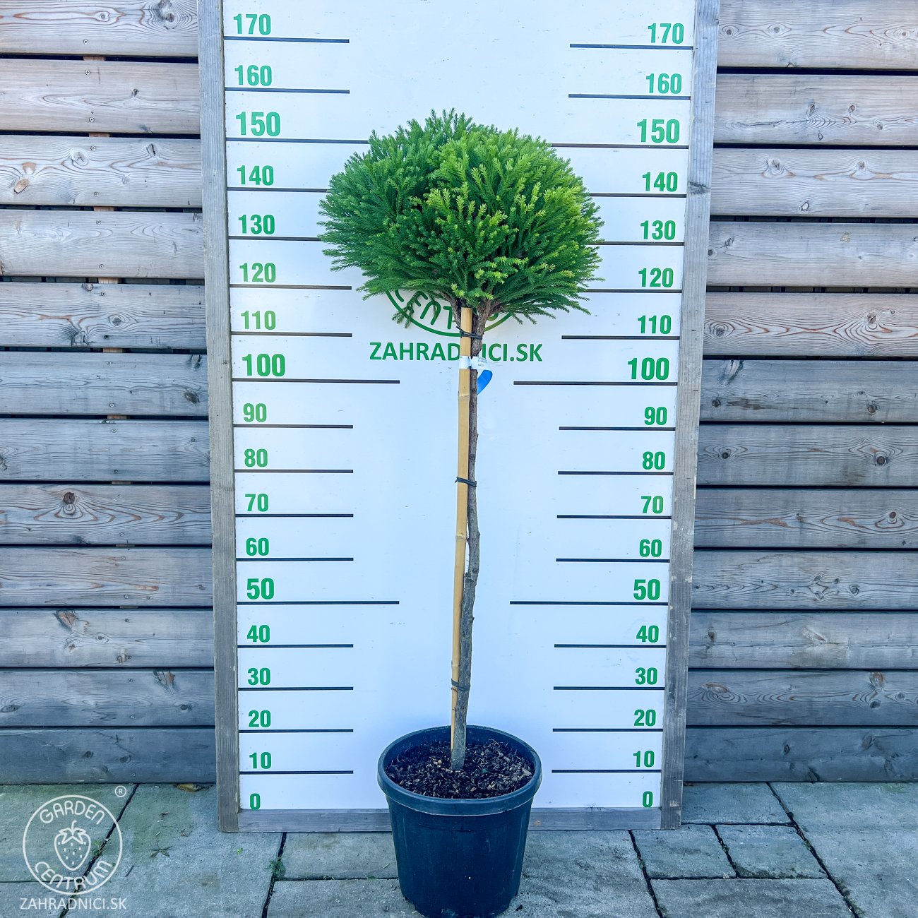Obrázok Kryptoméria japonská (Cryptomeria japonica) 'GLOBOSA NANA' - výška 90-100 cm, obvod kmeňa 2/4 cm kont. C15L - NA KMIENKU